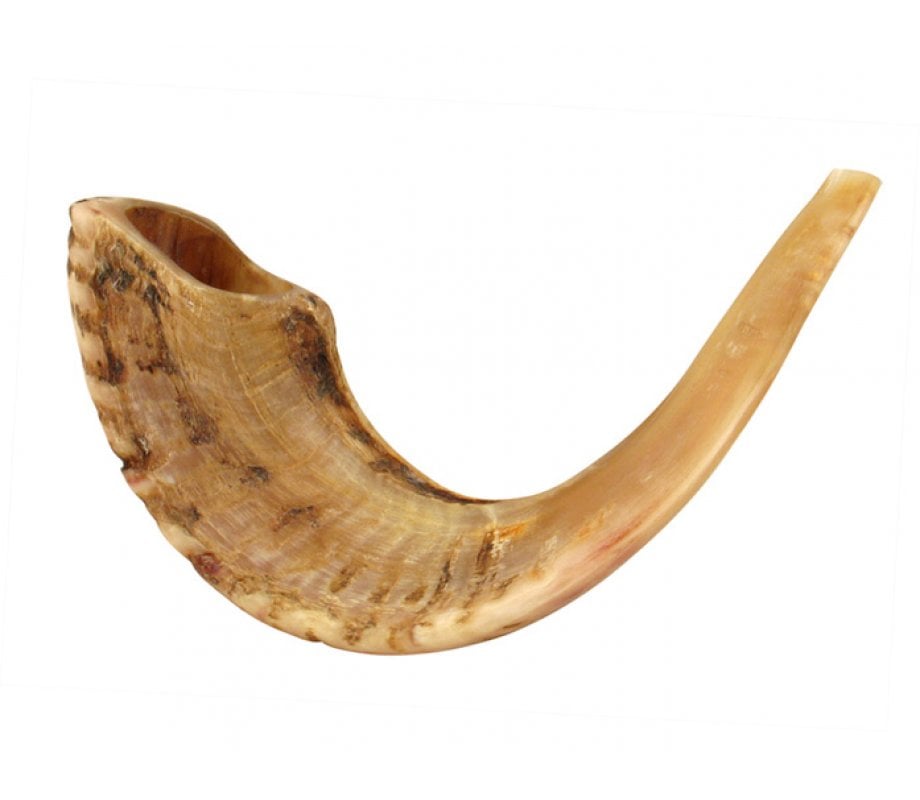 Rams Horn Shofar with Light Shades & Natural Finish