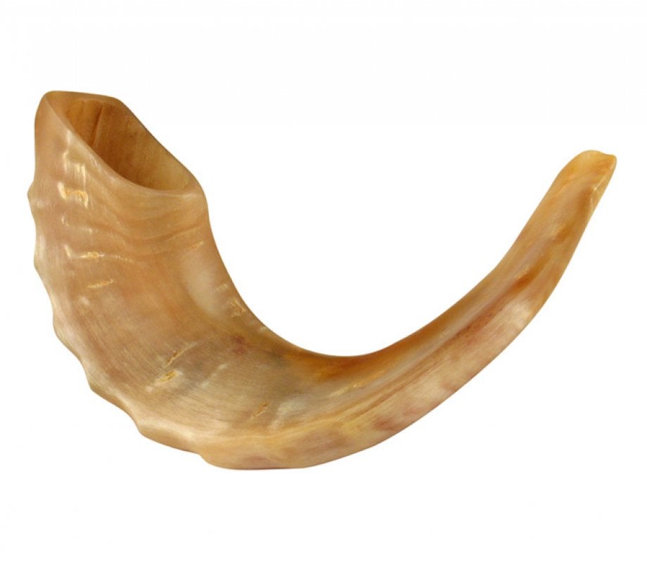 Polished Rams Horn Shofar