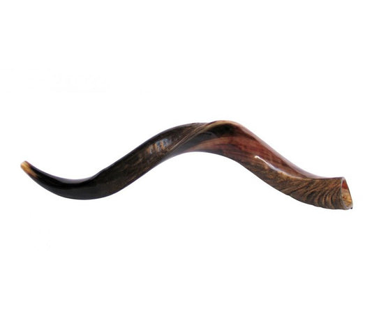 Yemenite Shofar (Half Polished Half Natural)