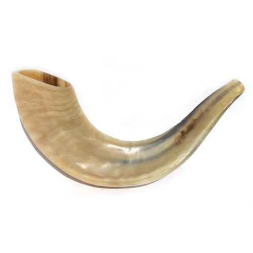 Small Polished Rams Horn Shofar