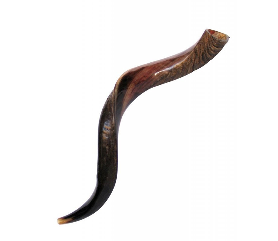 Yemenite Shofar (Half Polished Half Natural)