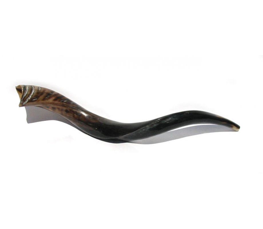 Polished Yemenite Shofar