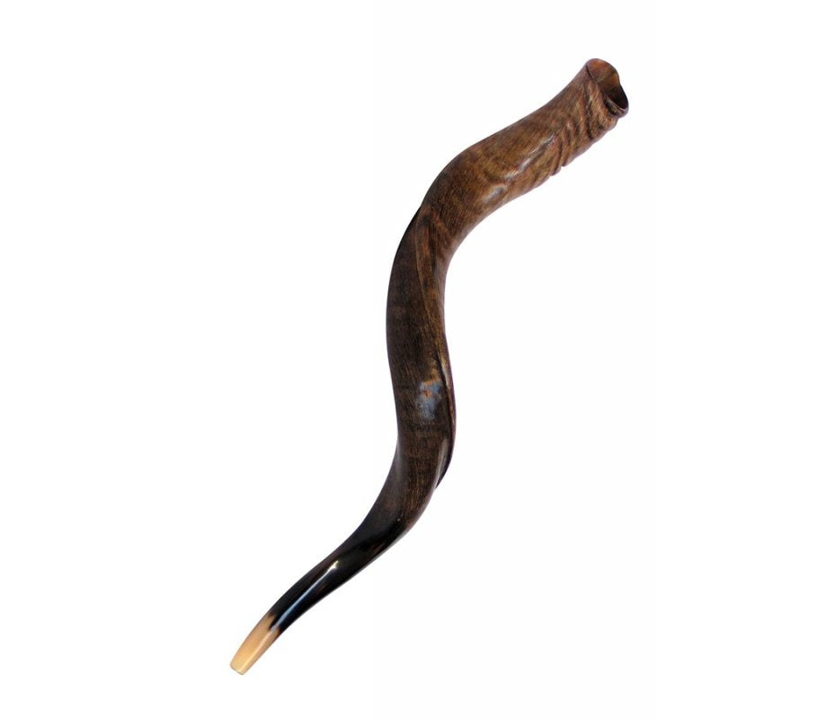 Yemenite Shofar (Natural Finish)
