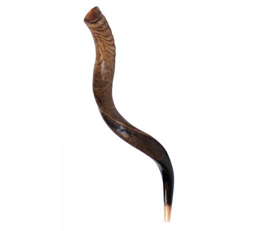 Yemenite Shofar (Natural Finish)