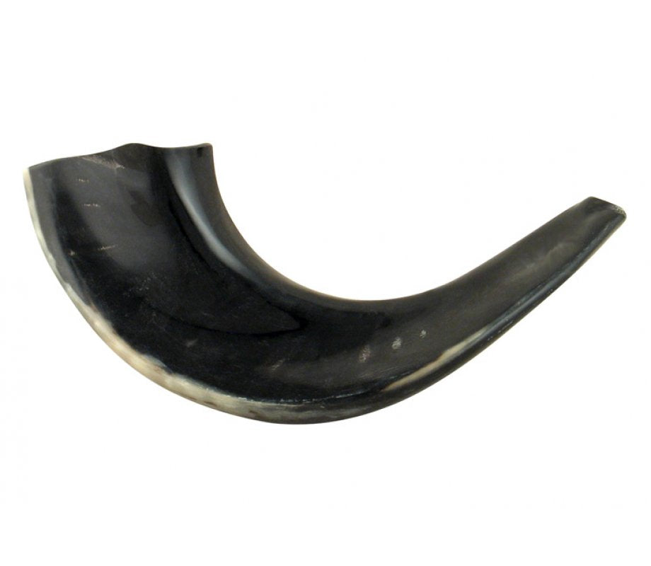 Small Polished Rams Horn Shofar (Black)