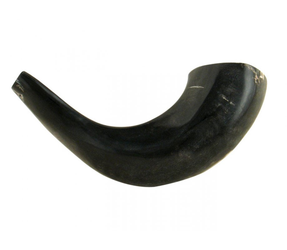 Small Polished Rams Horn Shofar (Black)