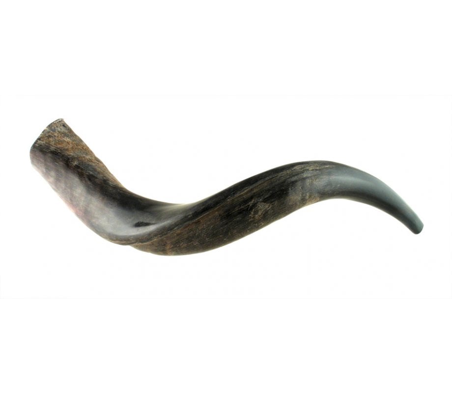 Yemenite Shofar (Half Polished Half Natural)