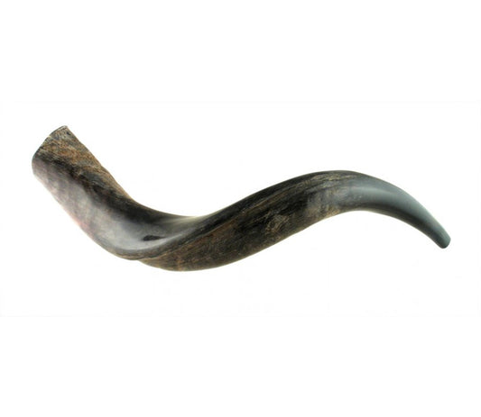Small Yemenite Shofar (Half Polished Half Natural)